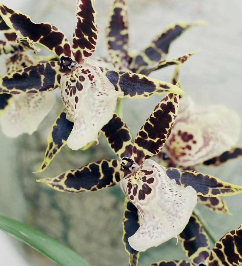 Noviflora | EPIC plants | 09 | 2020 | Detail | Journal