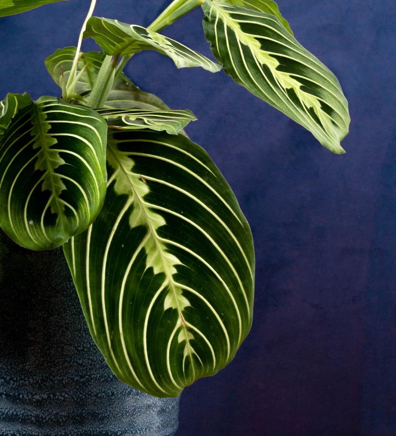 Noviflora | Ode to the houseplant | 08 | 2022 | Detail | Blog