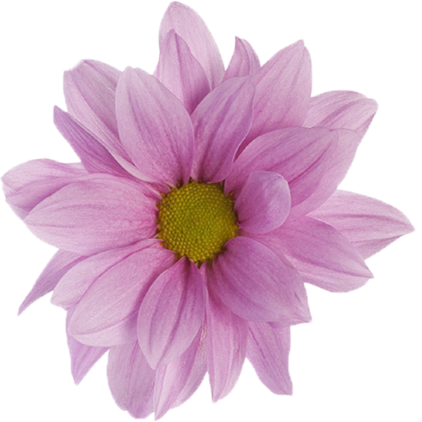 Roze chrysant