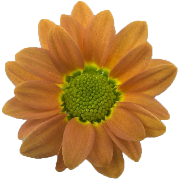 Oranje chrysant