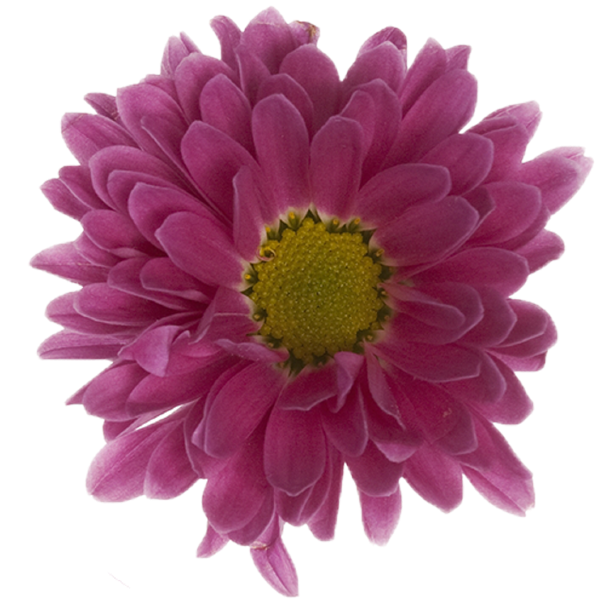 Violet chrysant