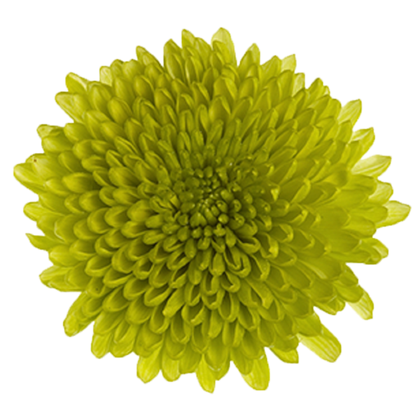 Groen chrysant