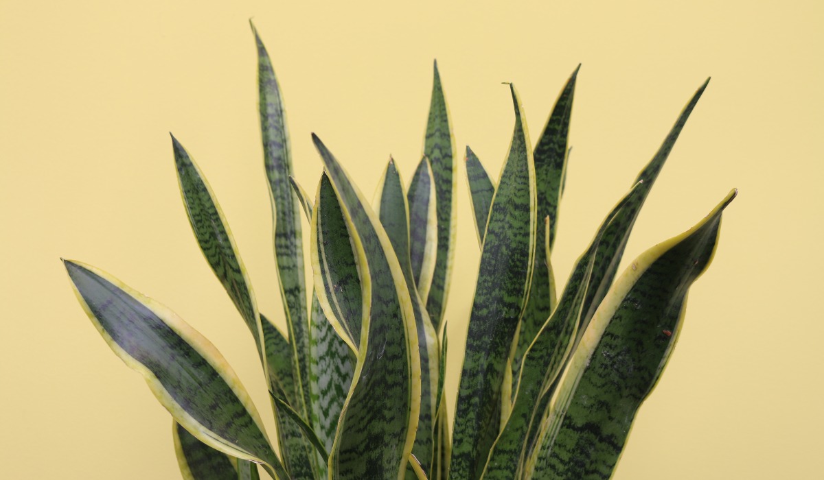 green cardamom plant Cardamom, Green – Sarvodaya Institute