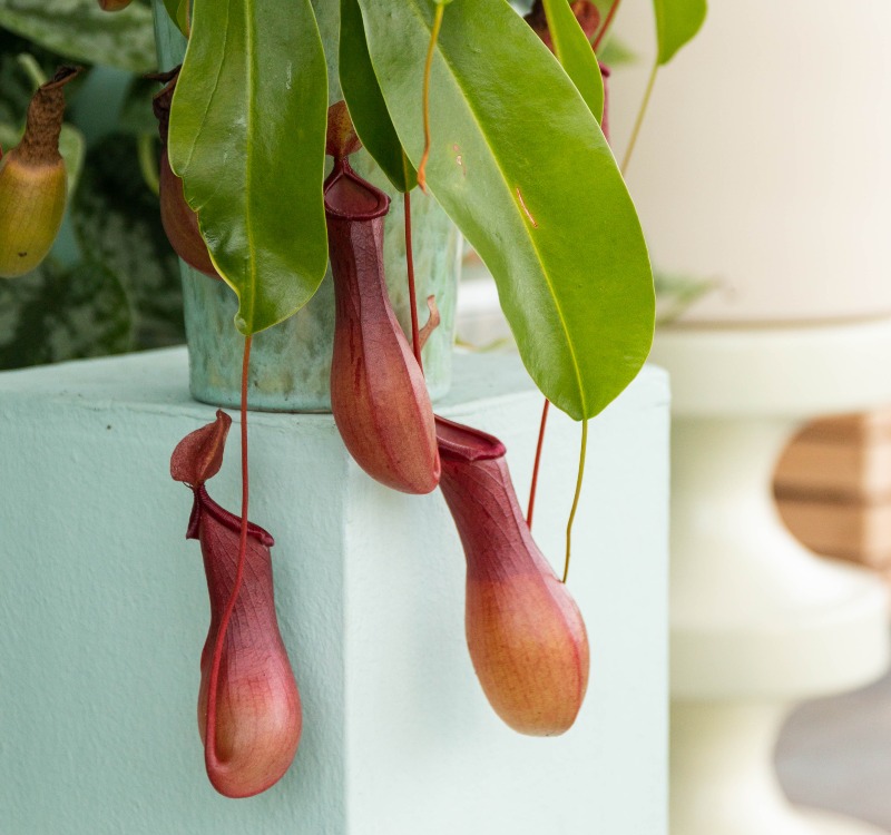 Noviflora | Erotic plants | 01 | 2023 | Detail | Journal