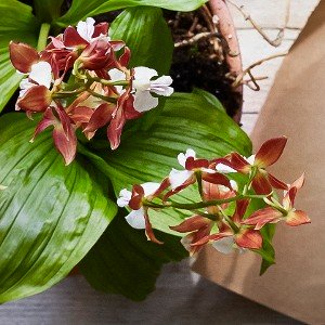 Garden orchid hotsell