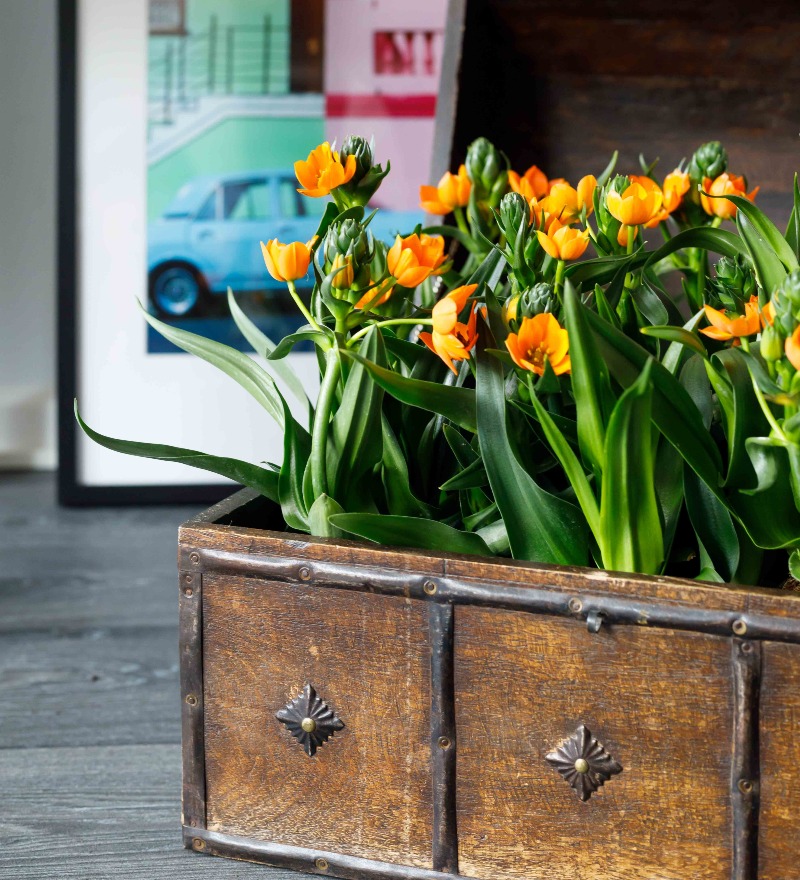 clear plastic plant pots 6
