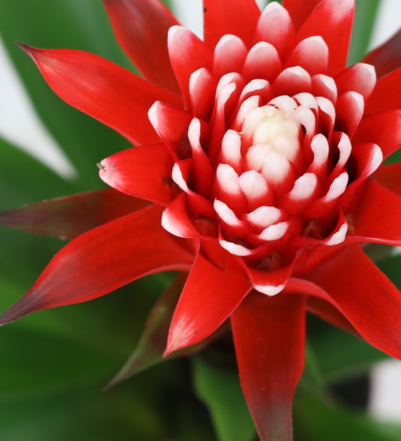 Noviflora | It's always Bromeliad season | 07 | 2024 | Detail | Blog