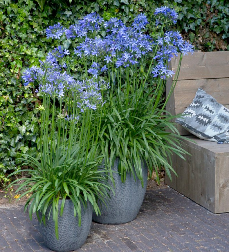 Agapanthus Amourette () Agapanthus Amourette