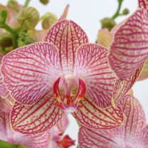 Finest Selection Phalaenopsis Ravello