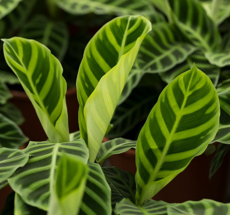 Calathea Zebrina