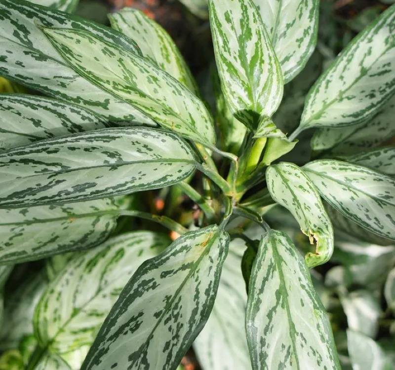 Aglaonema ‘Silver Queen’