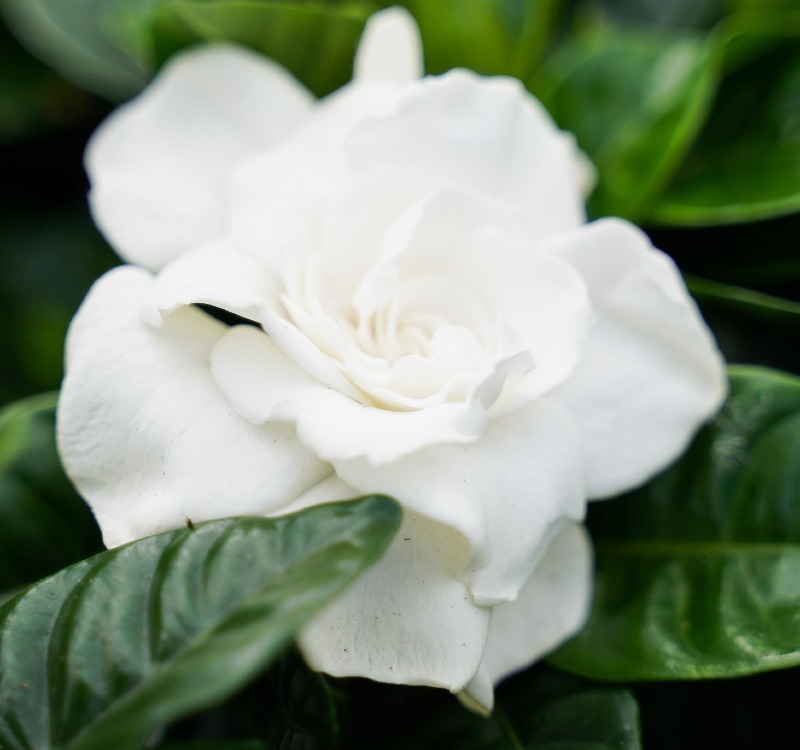 Gardenia