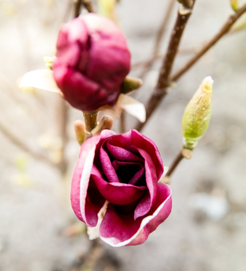 Magnolia Genie