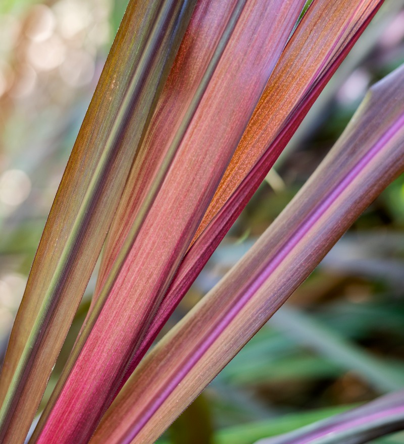 Cordyline Charlie Boy