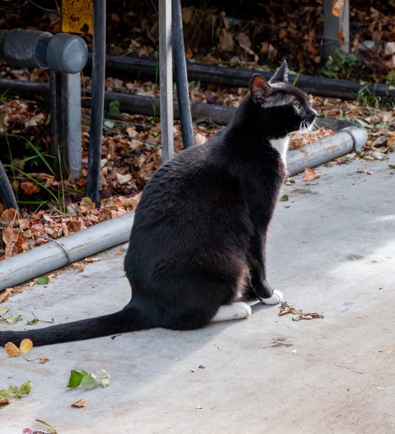 foto kat