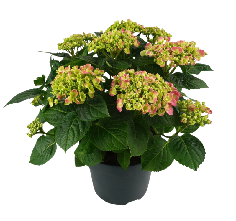 foto Macrophylla