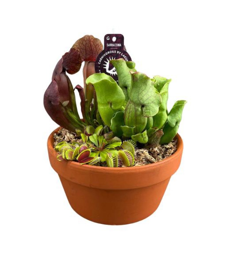 Carnivorous plants foto