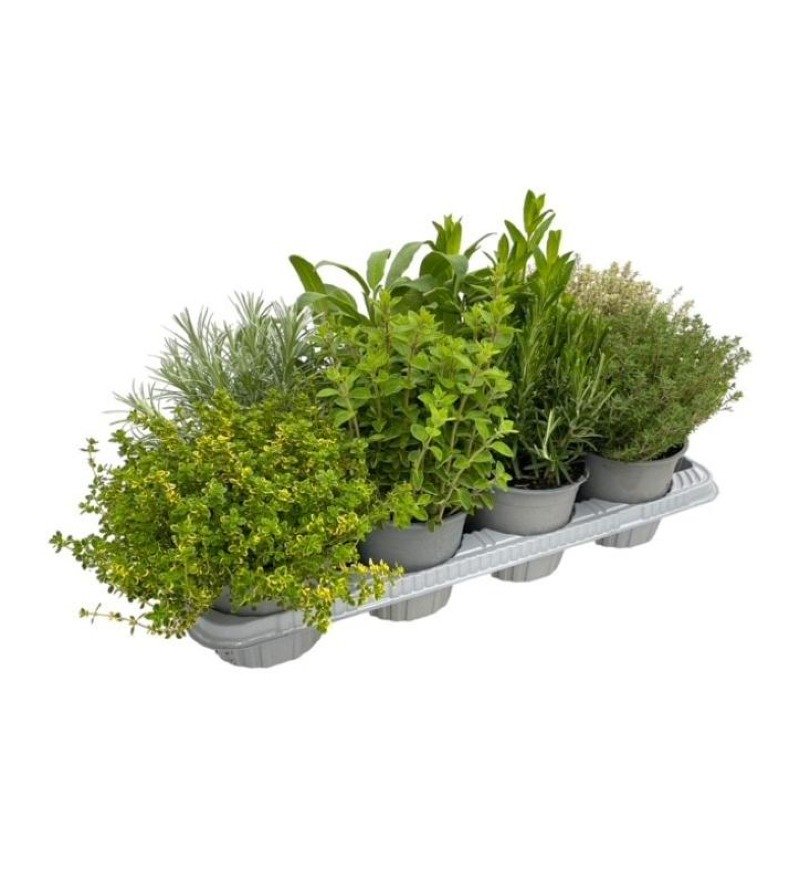 Fragrant herbs foto
