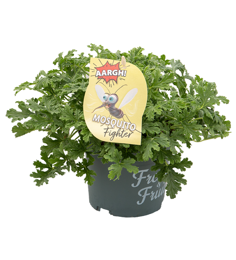 Scented geraniums foto