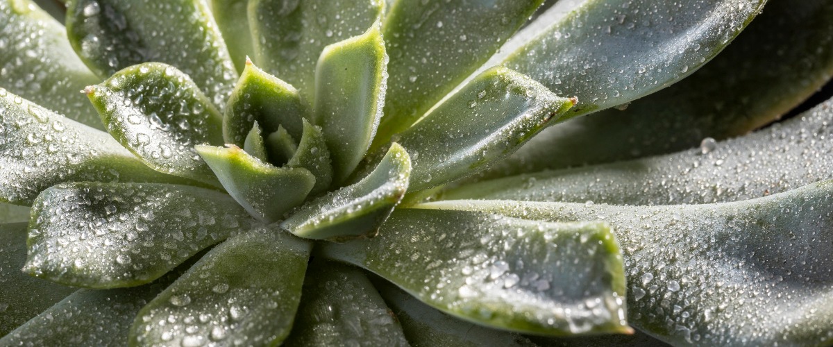 Noviflora | Zimmerpflanzen, die auch gerne draussen sind | 05 | 2025 |  Detail | Blog