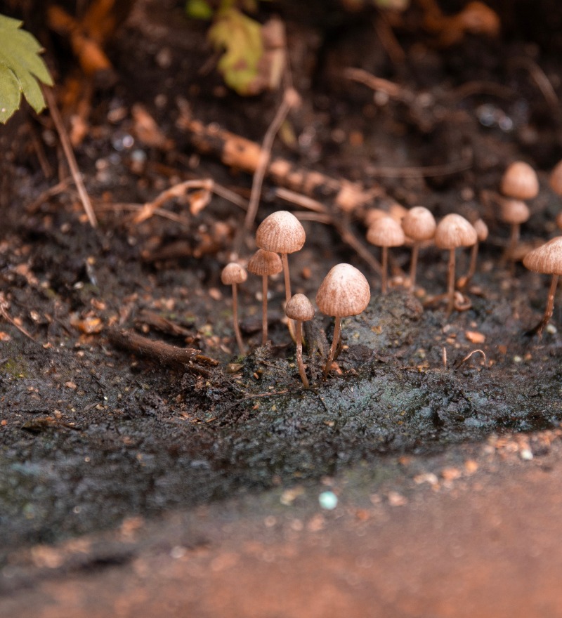 foto Låt svamp göra jobbet
