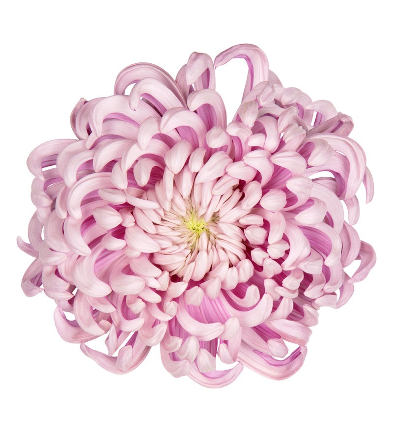 Vienna Pink