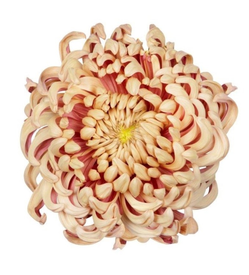 Vienna Copper
