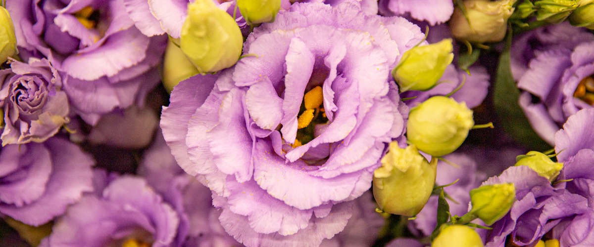 foto bloemen
