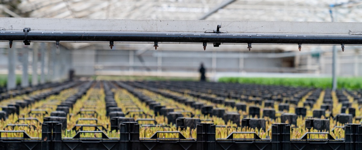 photo bulbs in plastic trays