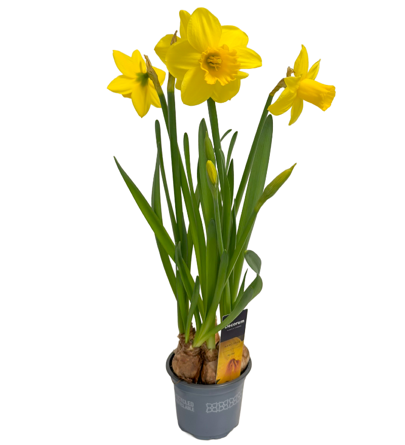 photo Narcissus Big Deal