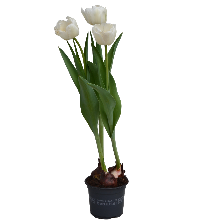 photo Mini Tulipa Popcorn