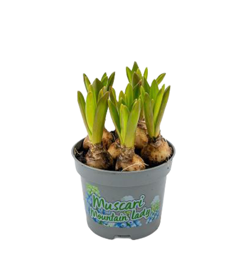 photo Muscari Mountain Lady