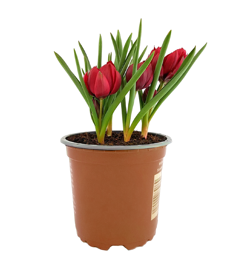photo Tulipa humilis Samantha
