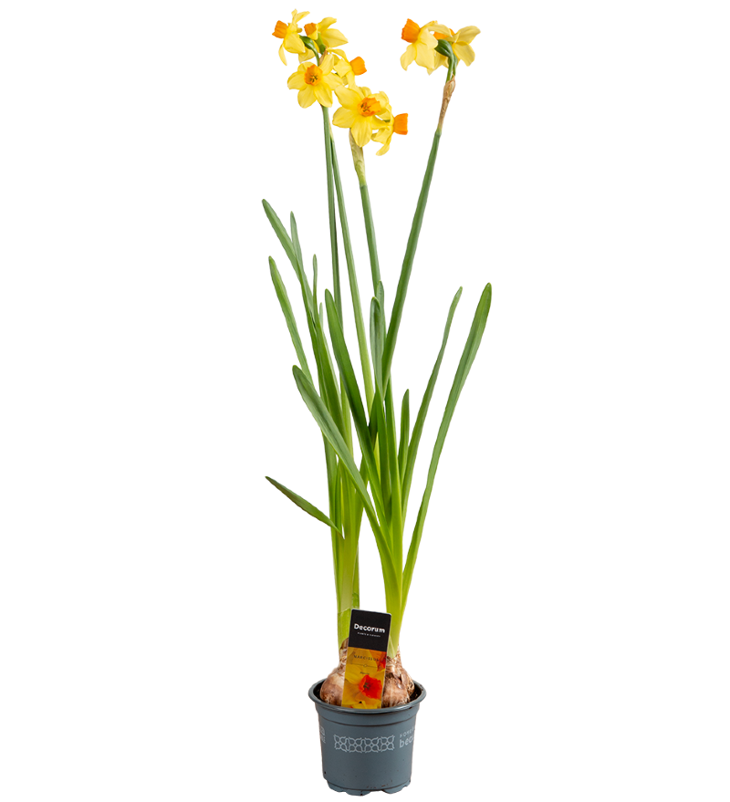 photo Narcissus Bittern