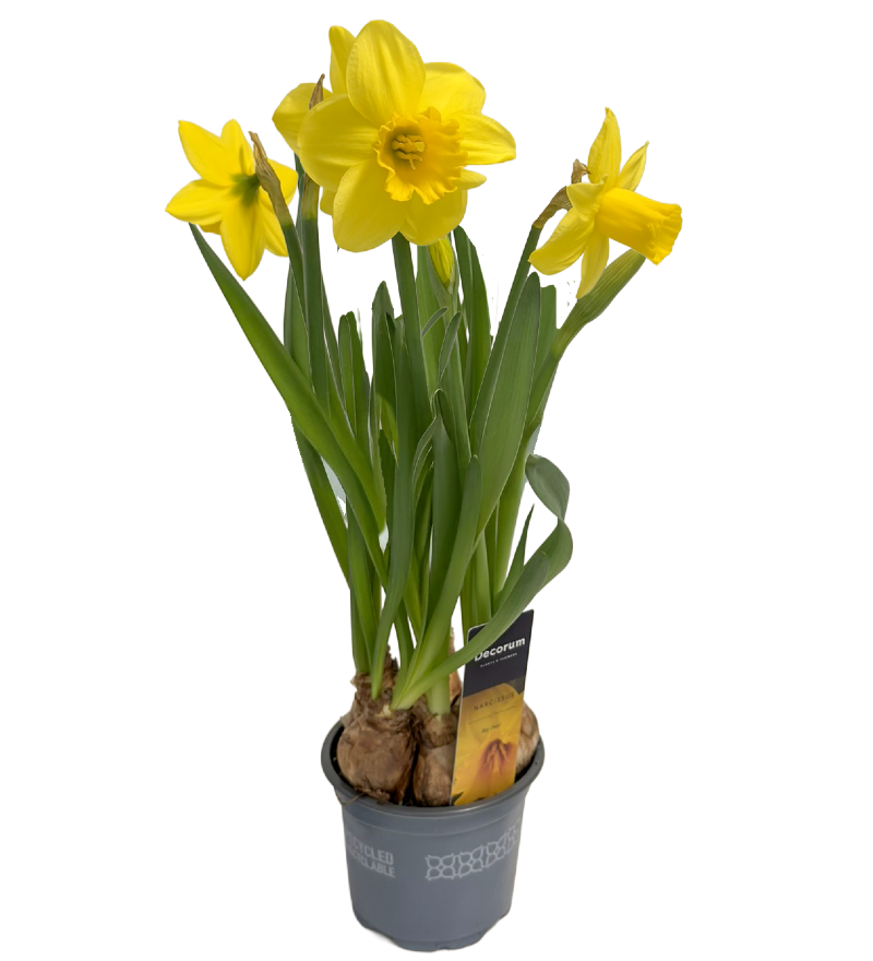 photo Narcissus Big Deal