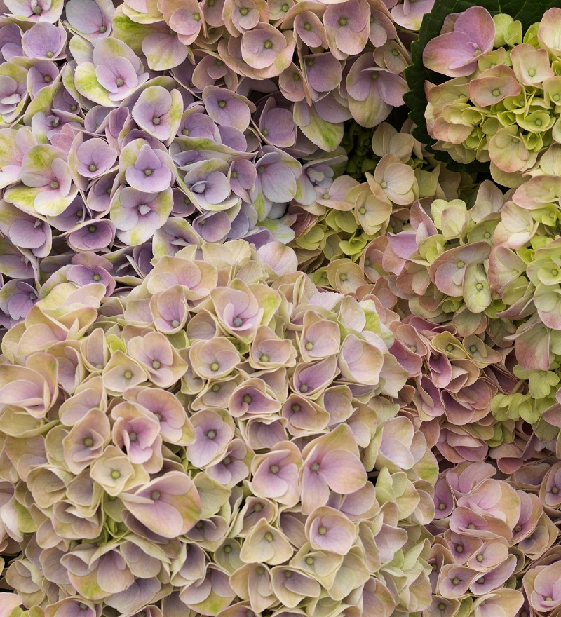 photo Mastergrowers