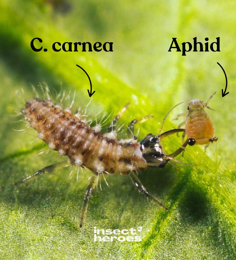 Chrysoperla carnea EN