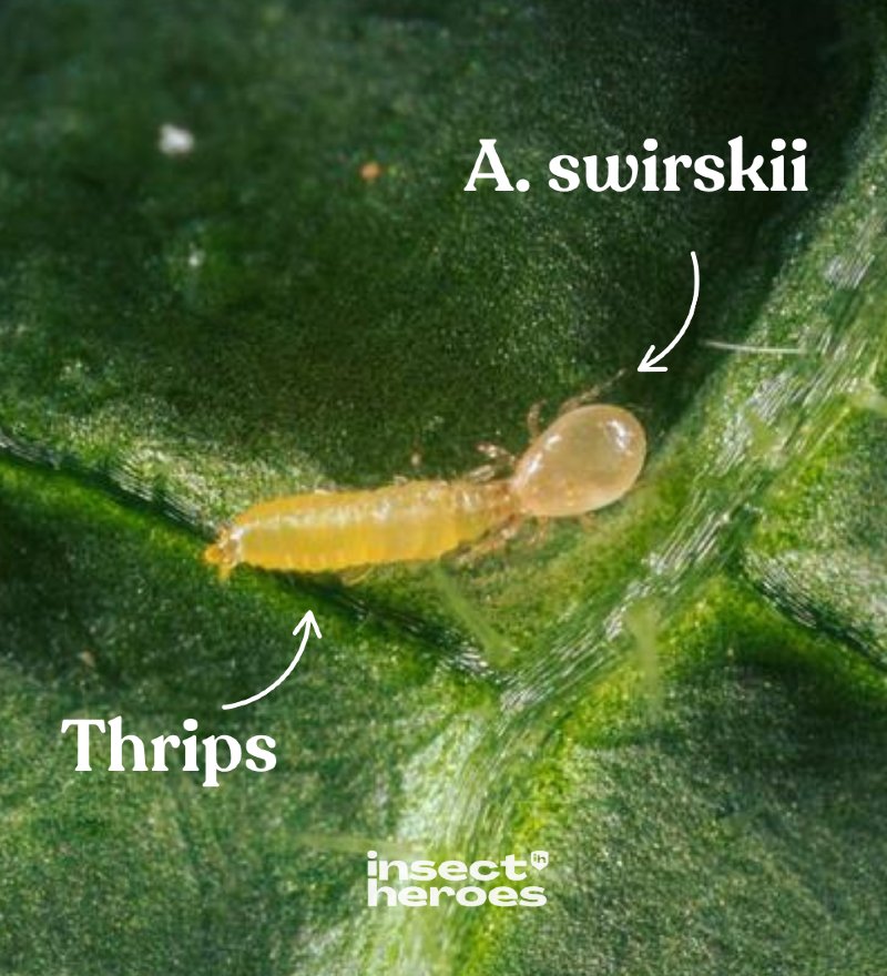 Amblyseius swirskii EN