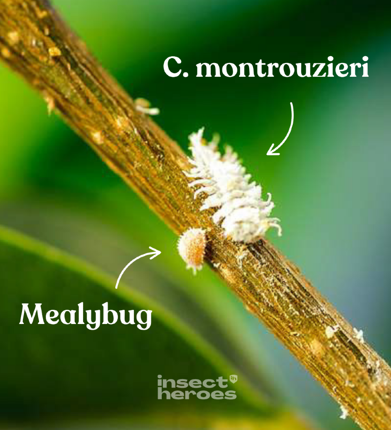 Cryptolaemus montrouzieri EN
