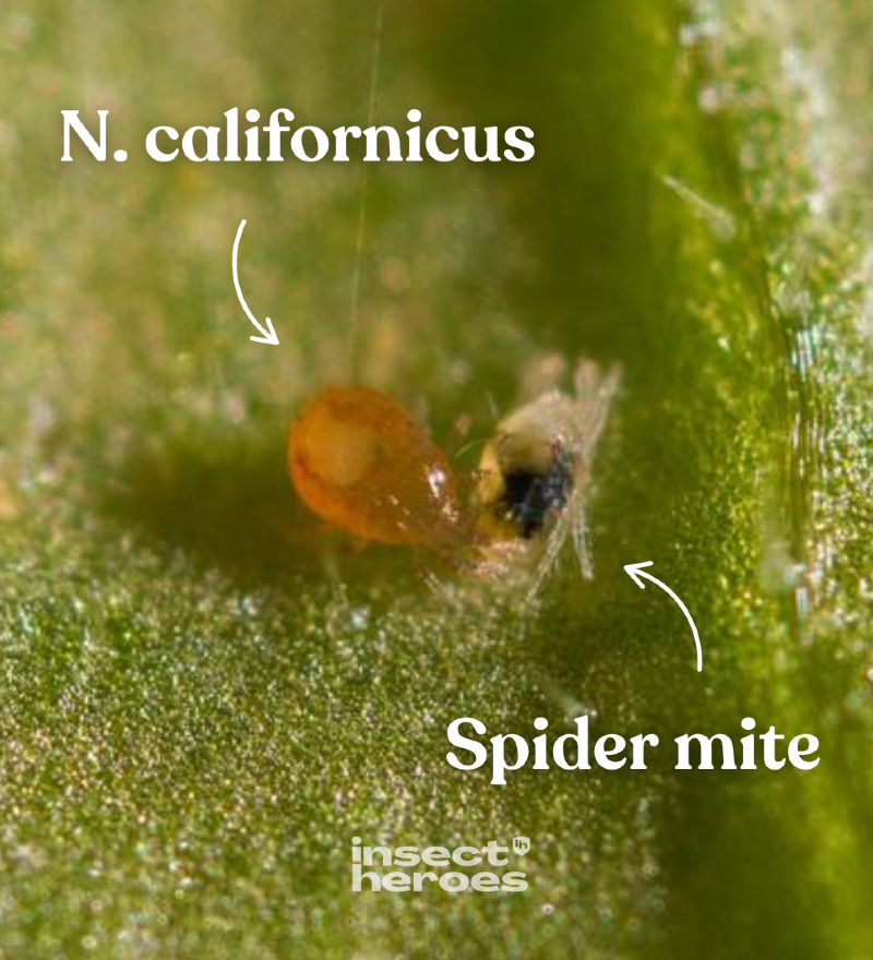 Neoseiulus californicus EN