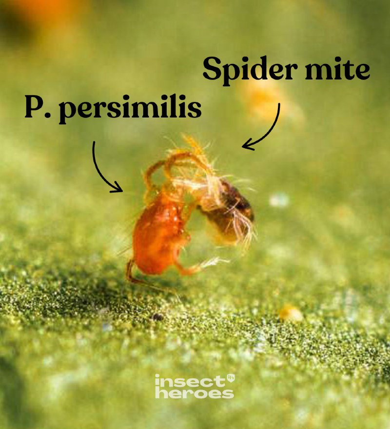 Phytoseiulus persimilis EN