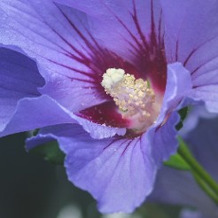 Hibiscus