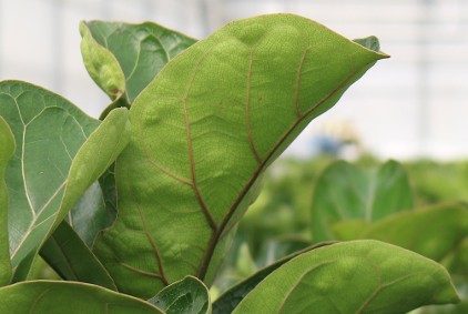 Ficus Lyrata