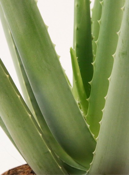 aloe