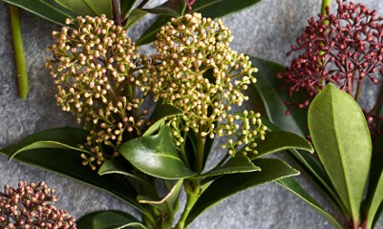 Skimmia