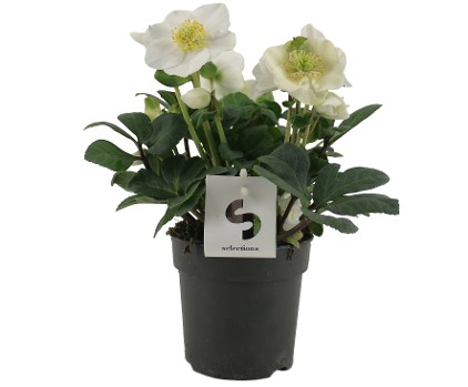 Helleborus