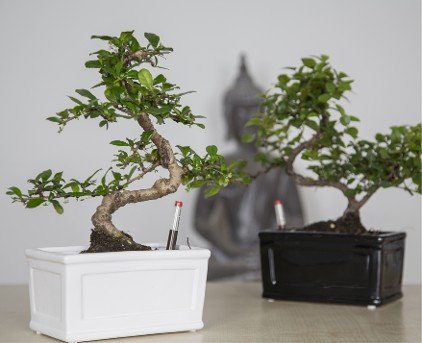 Bonsai Oriental Group