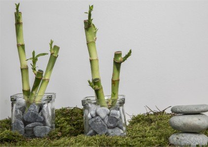 Noviflora | Oriental Group - Elegant Asian plants | 10 | 2018 | Detail |  Journal