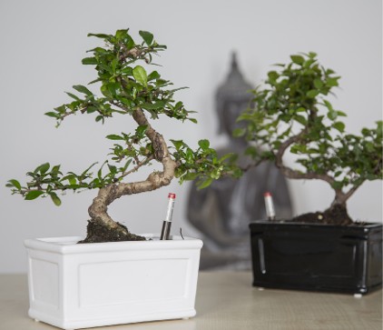 zimmerpflanze rote beeren Ardisia crenata