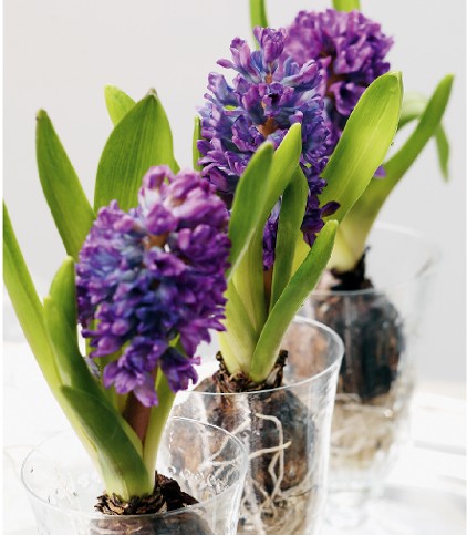 Hyacinth